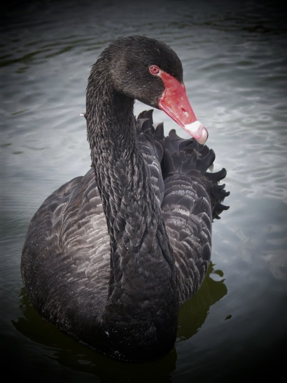 A Beautiful Black Swan